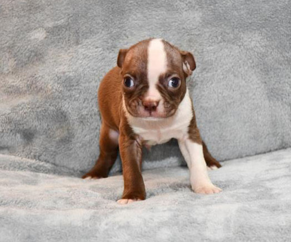 Medium Photo #1 Boston Terrier Puppy For Sale in HOMINY, OK, USA