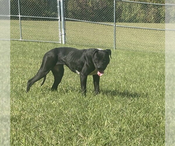 Medium Photo #1 Labrador Retriever-Unknown Mix Puppy For Sale in Forestville, MD, USA