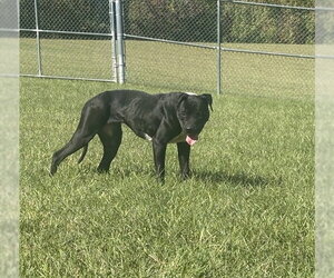Labrador Retriever-Unknown Mix Dogs for adoption in Forestville, MD, USA