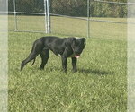 GIRL - Female Labrador Retriever-Unknown Mix Dog for Adoption - Small photo
