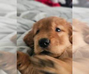 Golden Retriever Puppy for Sale in SAN ANTONIO, Texas USA