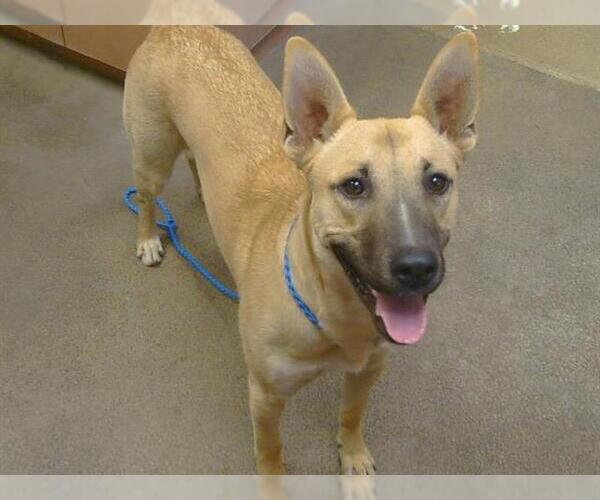 Medium Photo #1 German Shepherd Dog-Unknown Mix Puppy For Sale in Sacramento, CA, USA