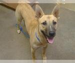Small German Shepherd Dog Mix