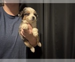 Puppy Phantom Australian Shepherd