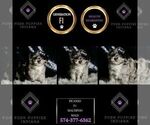 Small Photo #88 Maltipoo Puppy For Sale in WARSAW, IN, USA