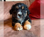 Small #2 Labrador Retriever Mix