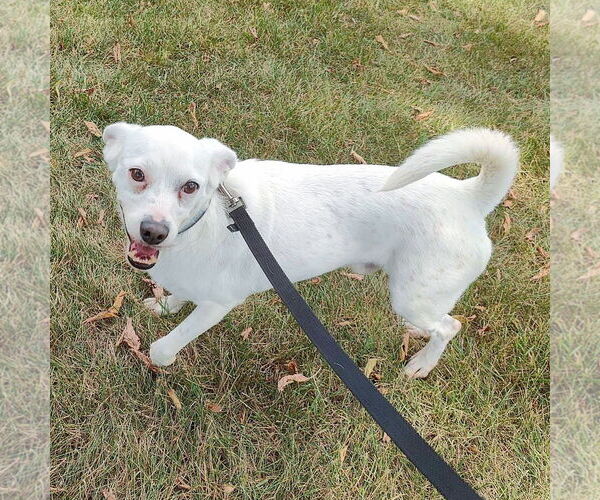 Medium Photo #6 Chihuahua-Unknown Mix Puppy For Sale in St. Louis Park, MN, USA