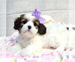 Puppy Puppy 2 Cavachon