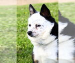 Small #4 Welsh Corgi Mix