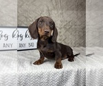 Small #5 Dachshund