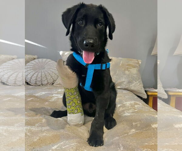 Medium Photo #4 Labrador Retriever-Unknown Mix Puppy For Sale in San Bernardino , CA, USA