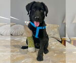Small #3 Labrador Retriever Mix
