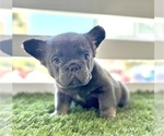 Small Photo #6 French Bulldog Puppy For Sale in OAKLAND, CA, USA