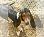 Small Photo #4 Basset Hound Puppy For Sale in Deepwater, NJ, USA