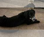 Small #2 Poodle (Standard) Mix