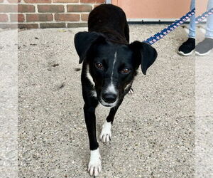 Australian Shepherd-Unknown Mix Dogs for adoption in Batavia, OH, USA