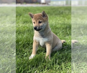 Shiba Inu Puppy for sale in CANOGA, NY, USA