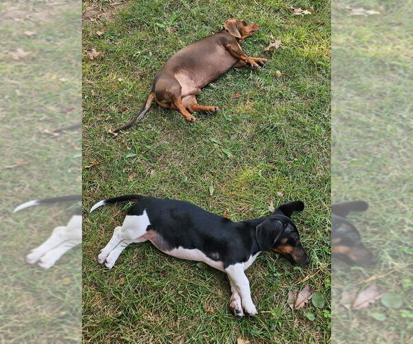 Medium Photo #6 Dachshund Puppy For Sale in REPUBLIC, MO, USA