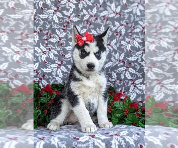 Medium Photo #3 Siberian Husky Puppy For Sale in EPHRATA, PA, USA