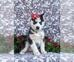 Small Photo #3 Siberian Husky Puppy For Sale in EPHRATA, PA, USA
