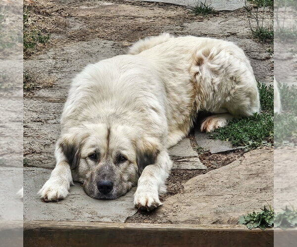 Medium Photo #1 Anatolian Shepherd-Unknown Mix Puppy For Sale in Sequim, WA, USA