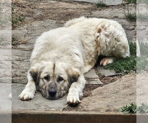 Anatolian Shepherd-Unknown Mix Dogs for adoption in Sequim, WA, USA