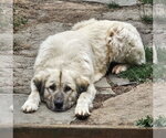 Small Anatolian Shepherd Mix