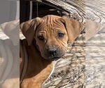 Small Photo #3 Rhodesian Ridgeback Puppy For Sale in MORONGO VALLEY, CA, USA
