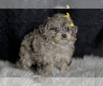Puppy Flower YorkiePoo