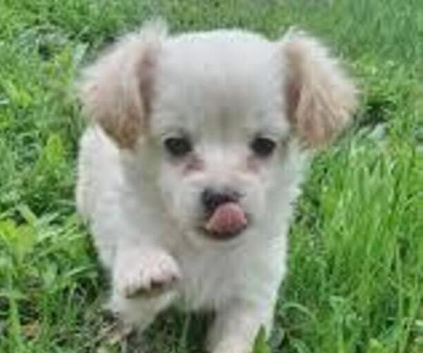 Medium Photo #3 Malchi Puppy For Sale in FARMINGTON, MN, USA