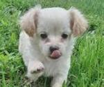 Small Photo #3 Malchi Puppy For Sale in FARMINGTON, MN, USA