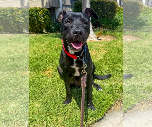 Medium Photo #9 Labrador Retriever-Unknown Mix Puppy For Sale in San Diego, CA, USA