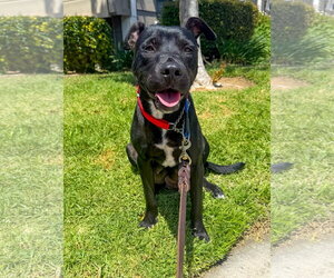 Marilynn - Female Labrador Retriever-Unknown Mix Dog for Adoption - Photo #8