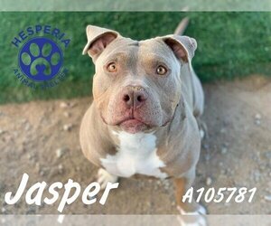 American Pit Bull Terrier Dogs for adoption in HESPERIA, CA, USA