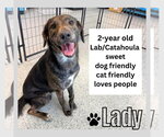 Small #2 Catahoula Leopard Dog-Labrador Retriever Mix