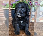 Small #6 Aussiedoodle
