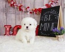 Small Photo #3 Shih Tzu Puppy For Sale in FULLERTON, CA, USA