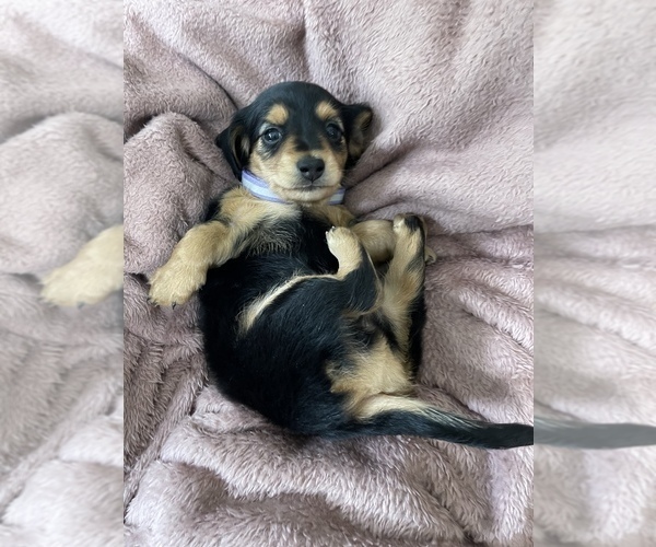 Medium Photo #1 Dachshund Puppy For Sale in MECHANICSVILLE, VA, USA