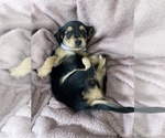 Small Photo #1 Dachshund Puppy For Sale in MECHANICSVILLE, VA, USA