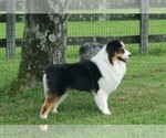 Small #4 Australian Shepherd