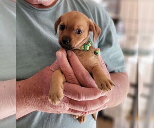 Chiweenie Dogs for adoption in Grafton, WI, USA