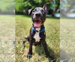 Small #1 American Staffordshire Terrier Mix