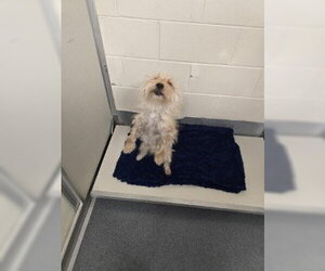 Mutt Dogs for adoption in Glen Allen, VA, USA