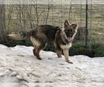 Small Photo #3 German Shepherd Dog Puppy For Sale in PENDLETON, OR, USA