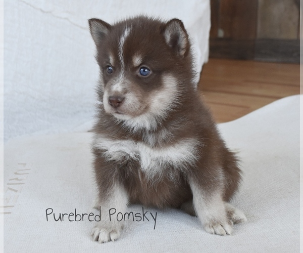 Medium Photo #2 Pomsky Puppy For Sale in KANSAS CITY, MO, USA