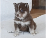 Small #1 Pomsky