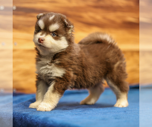 Pomsky Puppy for sale in TAMPICO, IL, USA
