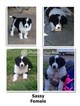 Small Photo #1 Border Collie Puppy For Sale in CLOVIS, CA, USA