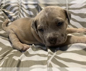 American Bully Puppy for Sale in PINE BLUFF, Arkansas USA