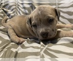 Small American Bully